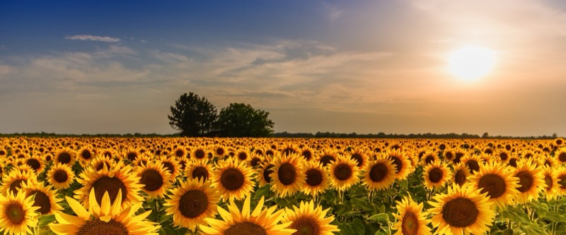 A field of sunflowers at sunset, used as Karen's Care Agency Ltd brand imagery